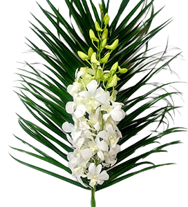 bouquet of white baby-orchid