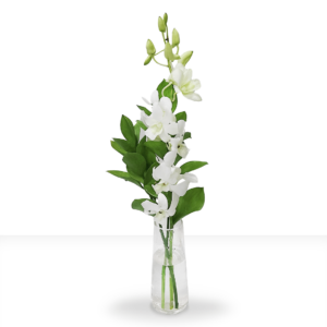 A vase of a single white baby orchid vase with green ruscus